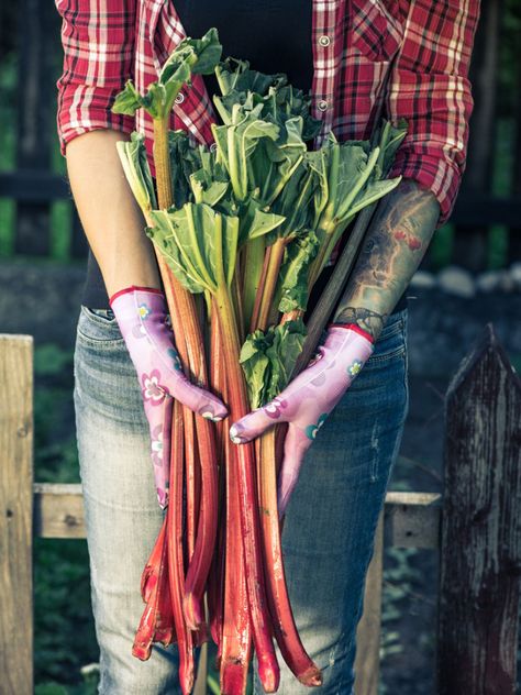 When To Harvest Rhubarb And How To Harvest Rhubarb When To Harvest Rhubarb, Growing Rhubarb, Rhubarb Plants, Perennial Vegetables, Vegetable Garden For Beginners, Succulent Soil, Rhubarb Recipes, Parts Of A Plant, Hardy Perennials