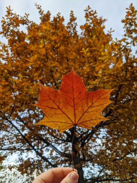 This autumn leaf had the perfect seasonal colours. The autumn tree in the background was the last near my house to lose its leaves and it looked beautiful 🍂 the aesthetic was too perfect to not get a quick autumn theme picture 🍁 Follow me on Instagram @extraalifee Leaves Fall, Fall Leaves Widget, Autumn Leaf, Fall Leaf, Autumn Aesthetic Leaves, Atumm Fall Leaves, Autumn Leaf Aesthetic, Oak Leaf Autumn, Christmas Leaves