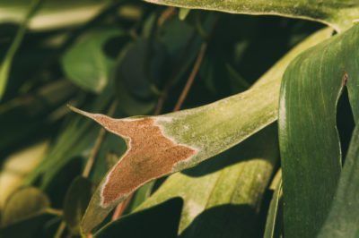 Staghorn Fern Disease Symptoms - Tips On Dealing With Sick Staghorn Ferns Staghorn Fern Care, Succulent Garden Landscape, Fall Container Gardens, Ferns Garden, Air Plants Care, Staghorn Fern, Household Plants, Plant Care Houseplant, Disease Symptoms