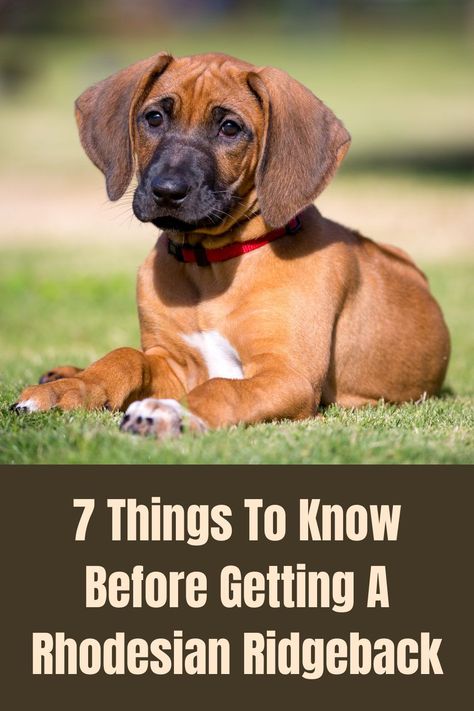 Are you looking into the Rhodesian Ridgeback breed as a pet? Here we’ve amassed all the tips we could think of about the awesome Rhodesian ridgeback. Rodisian Ridgeback Dogs, Rodisian Ridgeback, Rodesien Ridgeback, Ridgeback Puppies, Ridgeback Puppy, Dog Shopping, Bloodhound Puppies, Rhodesian Ridgeback Puppies, Dog Infographic