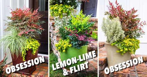 Plant Combinations: Obsession Nandina Containers for Easter Morning Obsession Nandina, Nandina Plant, Lemon Lime Nandina, Southern Living Plants, Potted Plants Outdoor, Creeping Jenny, Easter Morning, Playful Decor, Spring Landscape