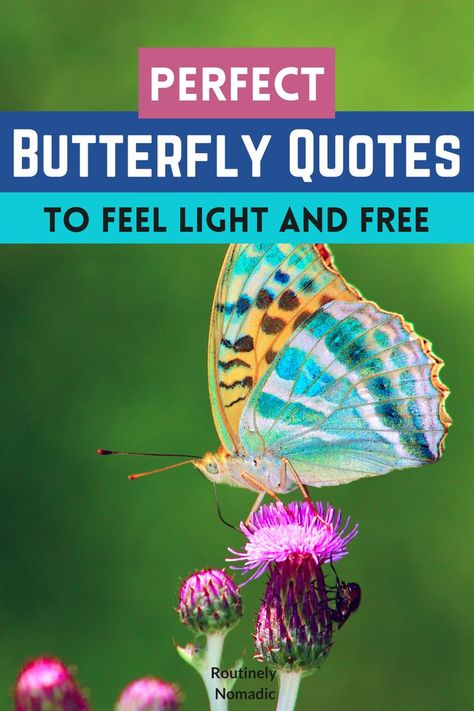 Butterfly on flower with words Perfect Butterfly Quotes to feel light and free Quotes About Butterflies Short, Flower With Words, Quotes About Butterflies, Beautiful Butterflies Quotes, Butterfly Poems, Facebook Cover Photos Quotes, About Butterflies, Beautiful Poems, Butterfly On Flower