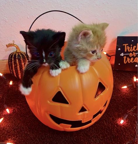 Cute Halloween Pfp, Halloween Names For Cats, Pumpkin Cats, Halloween Core, Cat In Pumpkin, Fall Cat, Helloween Wallpaper, Halloween Parejas, Halloween Kitty