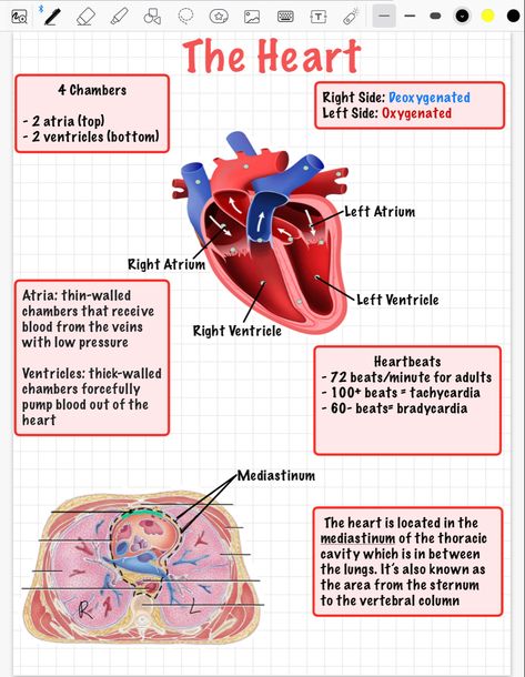 #a&p #goodnotes #ipad #aestheticnotes #notes Digestive System Notes, Physiology Notes, Thoracic Cavity, Vet Tech School, Heart Diagram, Ipad Notes, Anatomy Physiology, Tech School, Human Heart