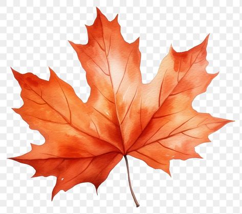 Maple Leaf Illustration, Autumn Leaves Art, Leaf Illustration, Autumn Leaf, Watercolor Leaves, Leaf Art, Free Png, Free Image, Maple Leaf