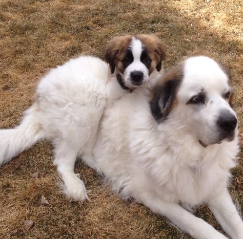 Great Pyrenees Saint Bernard mix with Saint Bernard puppy backpack pest. Kona & Cooper. Saint Pyrenees Dog, Saint Bernard Mix, Saint Bernard Puppy, St Bernard Mix, Great Pyrenees Puppy, Saint Bernards, Puppy Backpack, Pyrenees Dog, Pet Diy