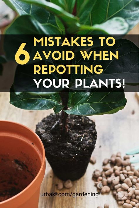 How To Replant Plants, How To Repot A Plant, Repotting House Plants, Hoya Kentiana, Big Potted Plants, Rooting Plants, Cali House, Transplanting Plants, Hindu Rope Plant