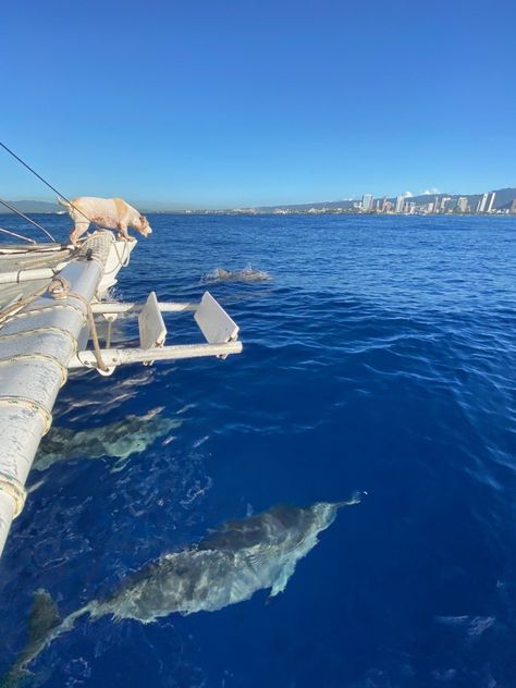 Hawaii Snorkeling, Waikiki Hawaii, Refreshing Water, Waikiki Beach, Fish Swimming, Green Sea, Oahu Hawaii, Beach Hotels, Catamaran