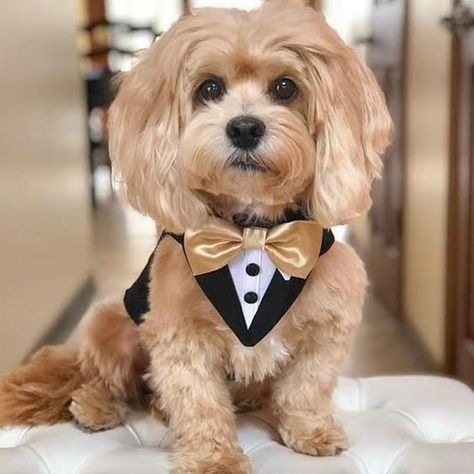 Dog Clothes Patterns Sewing, Yorkie Clothes, Dog Wedding Attire, Dog Accesories, Dog Tuxedo, Wedding Tuxedo, Dog Clothes Diy, Dog Clothes Patterns, Pet Fashion