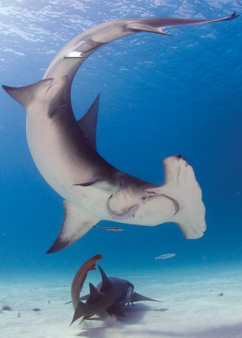 instagram.com/dibujosdegabriel/ Great Hammerhead Shark, Save The Sharks, Types Of Sharks, Shark Photos, Shark Pictures, Shark Art, Shark Tattoos, Hammerhead Shark, Beautiful Sea Creatures