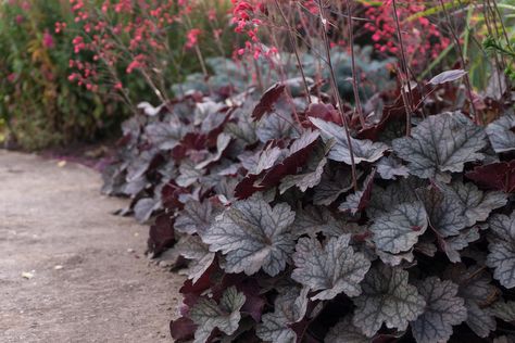 Best Plants For Shade, Witchy Garden, Coral Bells Heuchera, Front Balcony, Short Plants, Coral Bells, California Garden, Small White Flowers, Hardy Perennials