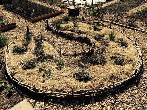 Key-hole bed at my veggie garden. Photo: Niveevi Strawberry Bed, Strawberry Beds, Keyhole Garden, Yard Inspiration, Veg Garden, Small Garden Design, Green Garden, Veggie Garden, Kitchen Garden