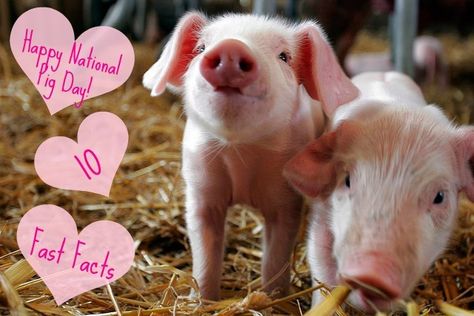 National Pig Day, Animal Intelligence, A Days March, Themed Rooms, Plant Based Lifestyle, What Day Is It, Special Place In My Heart, Pig Lovers, Baby Pigs