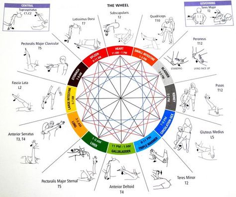 What is Kinesiology? Kinesiology is a mind and body healing ... Wheel, Yoga, Health