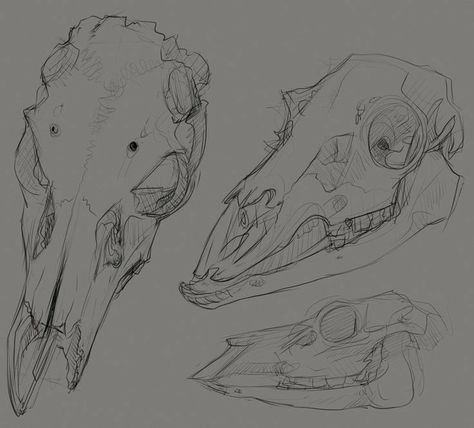 Deer Skull Drawing, Animal Skull Drawing, Skull Drawing Sketches, Doodle Sheet, Deer Skull Art, Anatomy Studies, Skull Sketch, Deer Drawing, Skulls Drawing