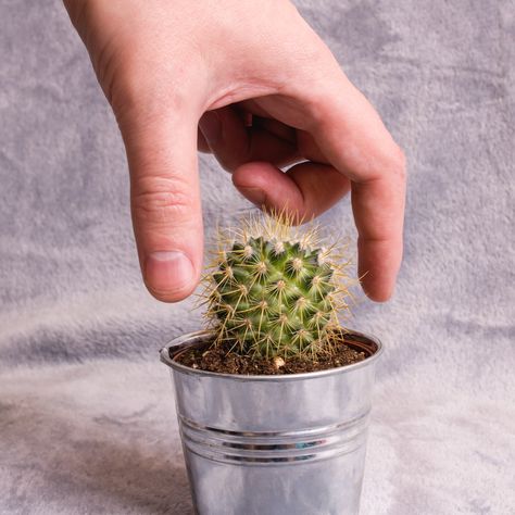 How to Repot a Cactus Without Getting Jabbed – Laidback Gardener How To Repot A Cactus, Mini Cactus Garden, Small Cactus Plants, Baby Cactus, Cactus House Plants, Clean Pots, Small Cactus, Mini Cactus, Cactus Pot