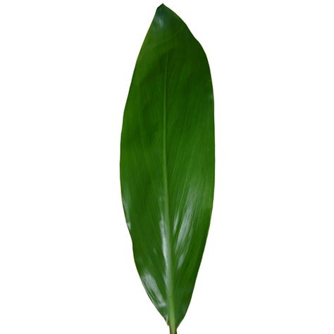 Ti Leaf - green large Ti Leaf, Leaf Green, Color Stories, Plant Leaves, Plants, Flowers, Green, Color