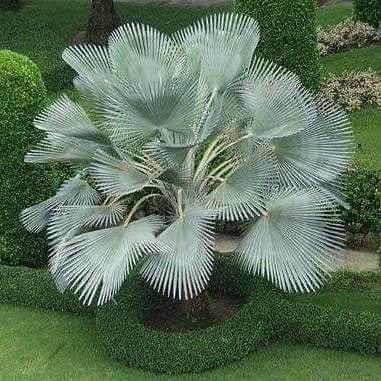 Tropical Gardening, Trees Landscaping, Palm Trees Landscaping, Architectural Plants, Garden Types, Unusual Plants, Unusual Flowers, Unique Plants, Tropical Landscaping