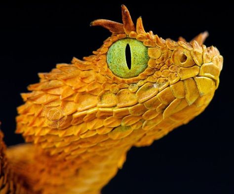 The Usumbara horned viper (Atheris ceratophora) is a truly spectacular tree snake species. They are endemic to the Usambara and Udzungwa… Eagle Gif, African Bush Viper, Horned Viper, Bush Viper, Viper Snake, Crazy Nature, Harpy Eagle, Maned Wolf, Wild Pig