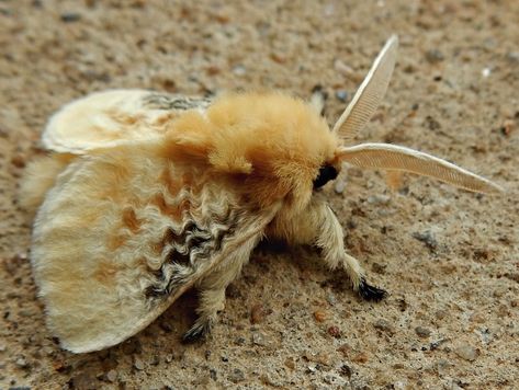 Flannel Moth, Cute Moth, Cool Bugs, Beautiful Bugs, Creepy Crawlies, Arthropods, Nature Center, Beautiful Butterflies, Character Design Inspiration