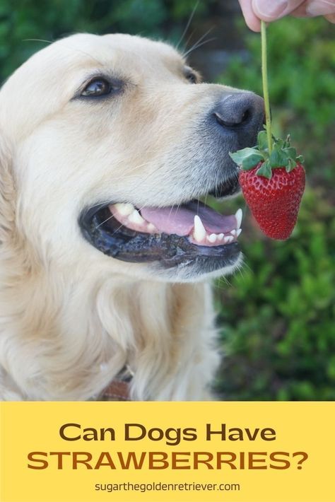 Yes, dogs can eat strawberries. Strawberries are full of fiber and vitamin C. Like any other treat, keep the portion size small and in moderation. #candogseat #strawberriesdogtreats #fruitsfordogs Strawberry Tops, Fruits For Dogs, Portion Size, Eat Fresh, Treat Recipes, Cute Little Puppies, Can Dogs Eat, Fresh Strawberries, Dog Treat Recipes