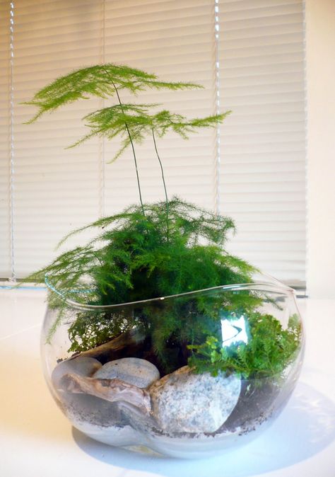 asparagus fern Fern Terrarium, Indoor Zen Garden, Water Plants Indoor, Tanaman Pot, Ferns Garden, Plant Goals, Mini Mundo, Asparagus Fern, Indoor Gardens