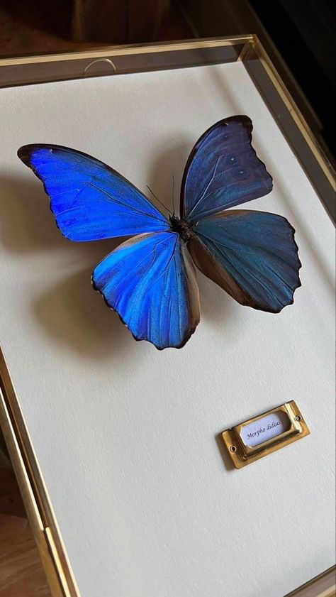 Morpho Menelaus, Framed Butterfly, Blue Morpho Butterfly, Morpho Butterfly, Butterfly Butterfly, Blue Morpho, Blue Butterflies, Iridescent Blue, Butterfly Frame