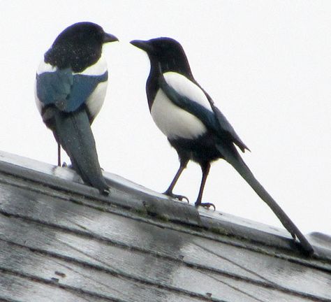 Magpies (two for joy, of course) Two Magpies, Bird Parakeet, Magpie Tattoo, Magpie Art, Strategy Meeting, Birds In The Sky, Beautiful Countryside, Writing Blog, Jackdaw