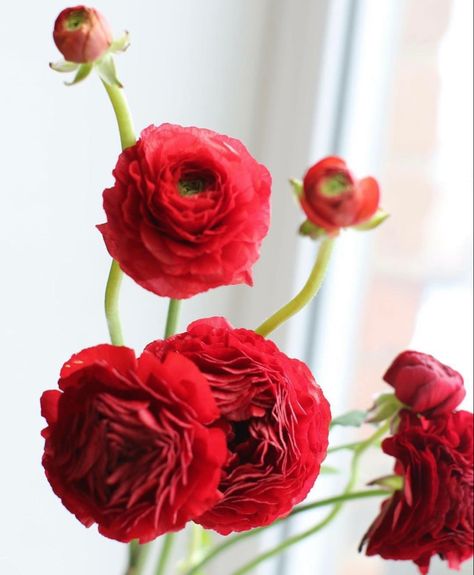 red ranunculus Dark Red Ranunculus, Red Ranunculus, Flower Catalog, Red Anemone, Flower Identification, Single Flower, 12 Days Of Christmas, Ranunculus, Red Wedding