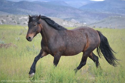 Highland Pony Breed Profile Scottish Animals, Highland Pony, Horse Competition, Western Horses, Pony Breeds, Horse Pics, Riding School, Miniature Horses, William Wallace