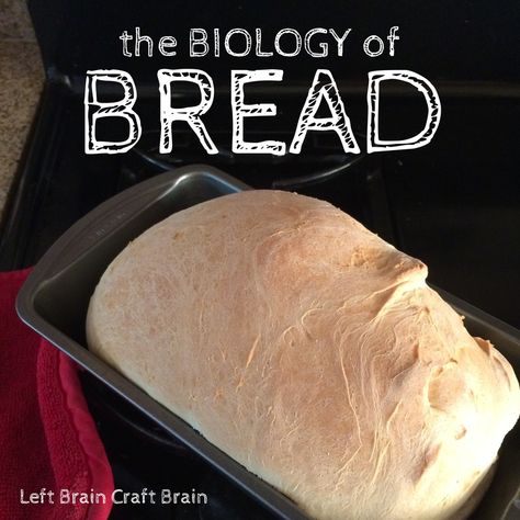 Biology of Bread Left Brain Craft Brain FB Culinary Classroom, Biology Activities, Kitchen Chemistry, Learn Biology, Brain Craft, Food Chemistry, Kitchen Science, Culinary Classes, Left Brain