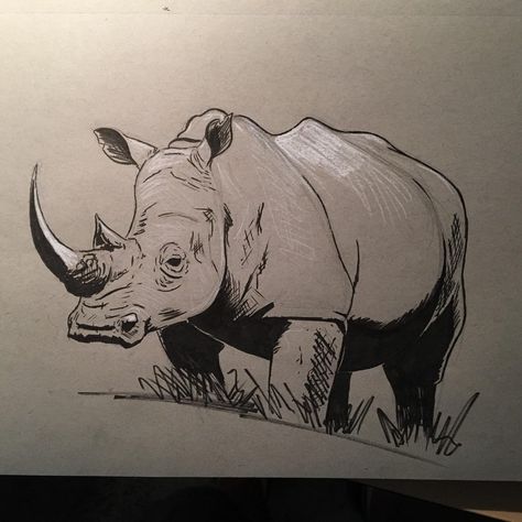 45 minute Rhinoceros. Ink and white charcoal on toned paper. : drawing Rhinosaurus Drawing, Rhino Anatomy, Rhinoceros Drawing, Toned Paper Drawing, Rhino Drawing, Rhino Illustration, Notebook Drawings, Rhino Tattoo, Botanical Tattoos