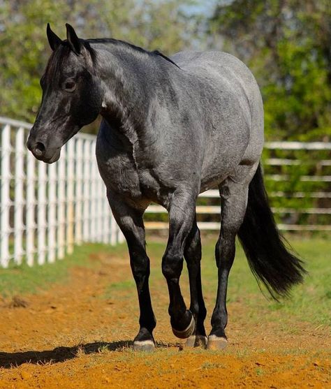 Blue Roan Quarter Horse Quarter Horse Blue Roan, Quarter Horse Barrel Racing, Horses Blue Roan, Reigning Horses, Horse Blue Roan, Quater Horses, Roan Quarter Horse, Blue Roan Quarter Horse, Horse Barrel Racing