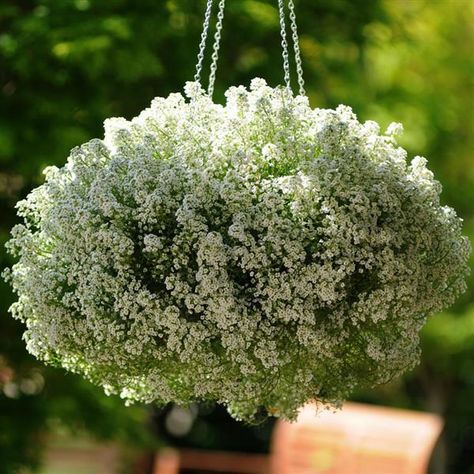 Clear Crystal® White Alyssum Sweet Alyssum, Perennial Ground Cover, Trailing Flowers, Crystals White, Bonsai Flower, Hanging Flower Baskets, Plants For Hanging Baskets, Trailing Plants, Moon Garden