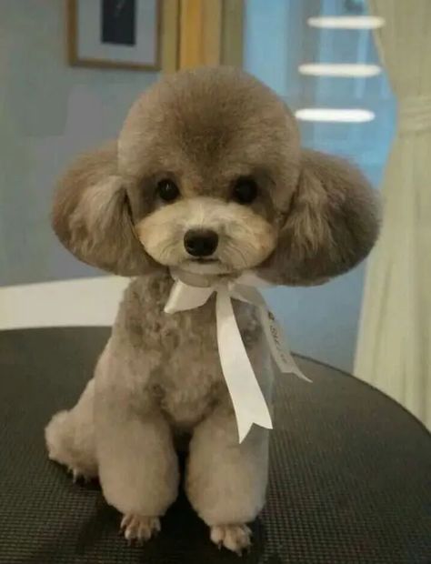 14 Cute Poodle Photos You’ve Ever Seen Toy Poodle Haircut, Teddy Bear Poodle, Cute Poodle, Poodle Haircut, Dog Grooming Styles, Poodle Cuts, Teddy Bear Dog, Paracord Dog Collars, Toy Poodle Puppies