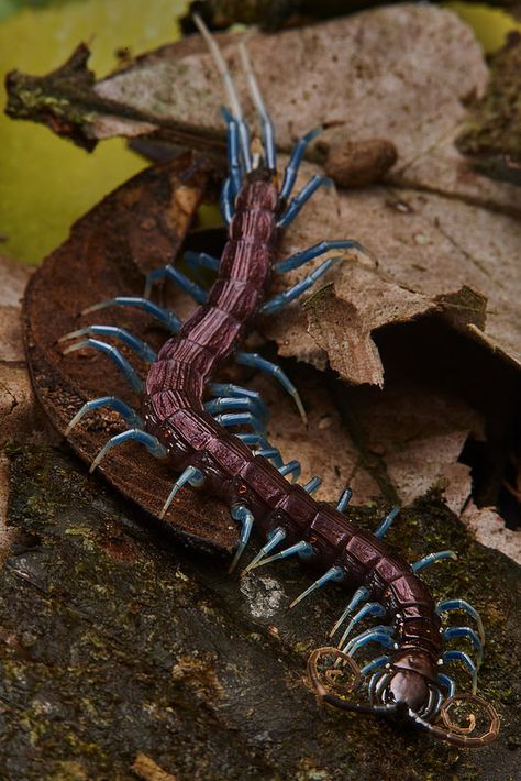 Blue legged, keel-backed centipede (Otostigmus pococki) | by pbertner Arachnids Spiders, Millipedes, Centipedes, Creepy Animals, Cool Bugs, Beautiful Bugs, Creepy Crawlies, Arthropods, Arachnids