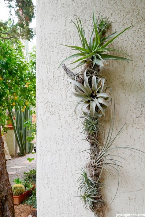 Creating An Air Plant Display On Cholla Wood. The materials used, steps taken & a video to guide you. Diy Kokedama, Kokedama Diy, Air Plants Diy, Airplant Wall, Plant Display Ideas, Plant Diy, Air Plants Decor, Air Plants Care, Plant Hanging