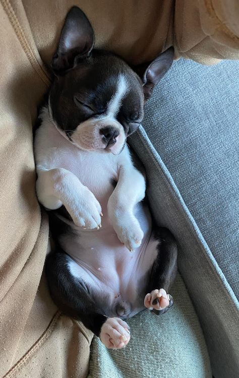 Cute Boston Terrier Puppies, Frenchton Puppies, Boston Butts, Cute Puppy Pictures, Boston Terrier Love, English Bulldog Puppies, Boston Terrier Puppy, Boston Terrier Dog, Chihuahua Mix