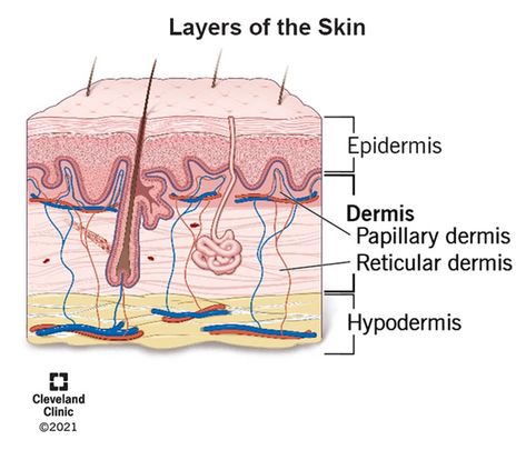 Dermis (Middle Layer of Skin): Layers, Function & Structure Layers Of The Epidermis, Skin Layers, Subcutaneous Tissue, Skin Grafting, Collagen Fibers, Magnetic Resonance Imaging, Sweat Gland, Adipose Tissue, Cleveland Clinic