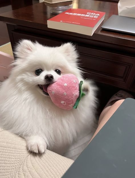 Dogs Aesthetic, Animals Dogs, Cute Little Puppies, Aesthetic Tumblr, Pomeranian Dog, Dog Wallpaper, Pink Dog, Little Puppies, Cute Animal Photos