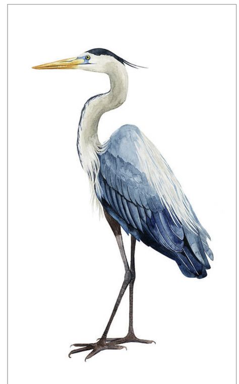 Bird Painting Acrylic, Heron Art, Bird Watercolor Paintings, Florida Art, Watercolor Projects, Watercolor Palette, Bird Pictures, Blue Heron, Amazing Art Painting