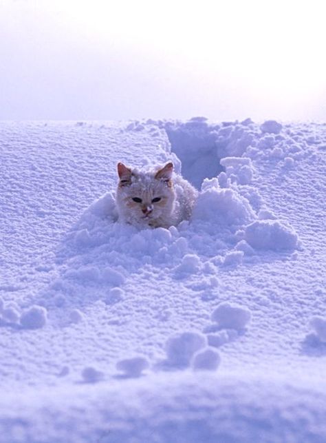 Snowy Animals, Colorful Vibes, Magic Cat, Cat Reference, Winter Animals, Cat Boarding, Cute Cats And Dogs, Silly Cats