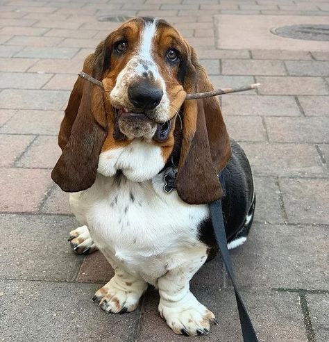 Basset Puppies, Puppy Time, Basset Hound Puppy, Hound Puppies, Unknown Facts, Basset Hound Dog, Bassett Hound, Basset Hounds, Puppy Lover