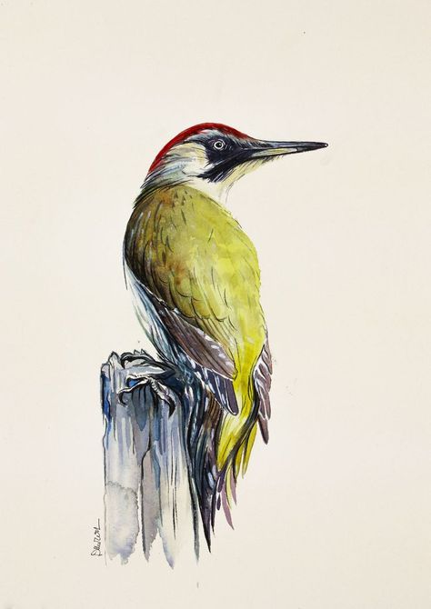 Woodpecker Watercolor, Green Woodpecker, Bird Sketch, Bird Watercolor Paintings, Animal Sketches, Birds Tattoo, Bird Pictures, Color Pencil Art, Bird Drawings