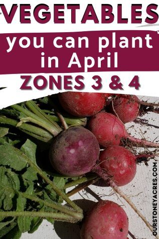 April Planting List: Zones 3 & 4 - Our Stoney Acres Planting Guide For Vegetables, When To Plant Garden, Growing Beets, Vegetable Planting Guide, Vegetables To Plant, Growing Onions, Spring Planting, Vegetable Garden Tips, Planting Tips