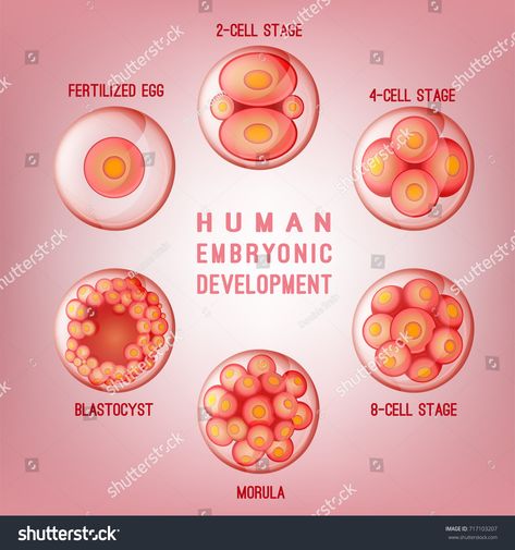 Embryo development image. Human fertilization scheme, the phases of embryo development in the early stages. Vector illustration in pink colours isolated on a light background.scheme#fertilization#embryo#phases Embryo Development, Stages Of Human Development, Embryonic Development, Human Development, Light Background, Abstract 3d, Royalty Free Photos, Fertility, Pink Color