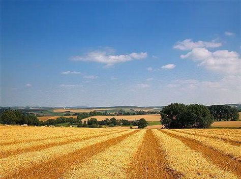 Slavonia, Croatia. Slavonia Croatia, Croatia Holiday, Thermal Spring, Ancient Forest, Beautiful Places On Earth, Painting Photos, Most Beautiful Places, Croatia, Beautiful Nature