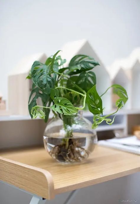 Plants Good For Cats, Pothos In Water, Purple Heart Plant, Growing Geraniums, Plants Grown In Water, Tanaman Air, Plant In Glass, Popular House Plants, Indoor Plants Styling