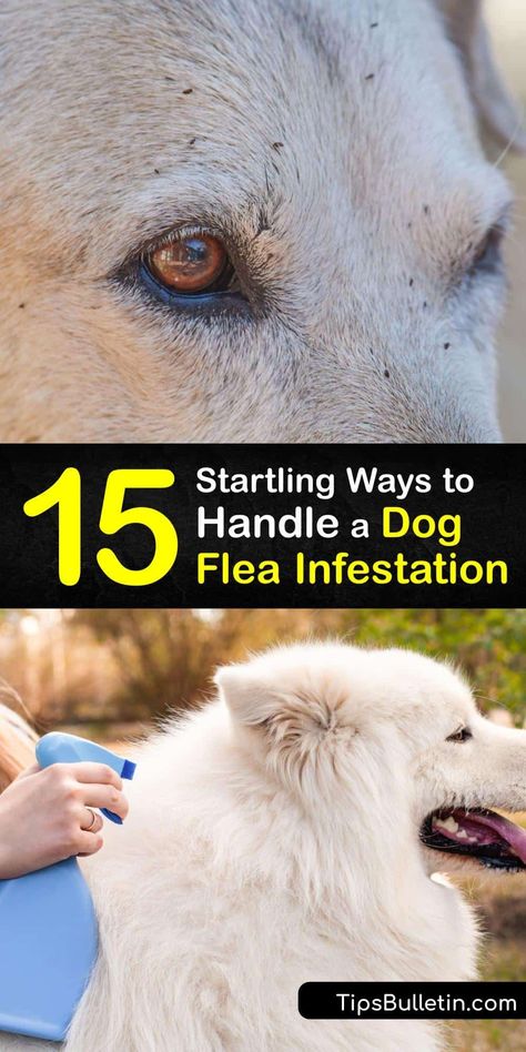 Get rid of fleas, flea larvae, flea eggs, and flea dirt to avoid flea bites. Use flea medication or DIY natural methods like neem oil to achieve flea control and remove the dog flea and cat flea from your pet to avoid a painful flea bite. #flea #infestation #dogs Diy Get Rid Of Fleas On Dog, Dog Flea Remedies Diy, How To Get Rid Of Fleas On Dogs Naturally, Diy Dog Flea Spray, Flea Prevention For Dogs, Flees On Dogs How To Get Rid Of, Flee Spray Diy, How To Get Fleas Off Dogs, Natural Flea Spray For Dogs