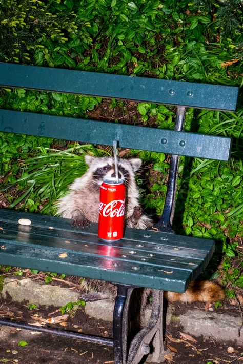 Respect the Hustle of Soda Can Raccoon and Murder Cat - The New York Times Getting Rid Of Raccoons, City Rats, Rat Girl, Deer Crossing, Urban Nature, Prospect Park, Rare Birds, Trash Panda, Park Ranger